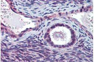 Anti-ELOVL5 antibody  ABIN960767 IHC staining of human ovary. (ELOVL5 antibody  (N-Term))