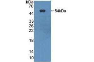 Figure. (CD11c antibody  (AA 907-1115))