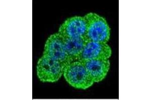 Confocal immunofluorescent analysis of DEF Antibody (N-term) Cat. (C11ORF58 antibody  (N-Term))