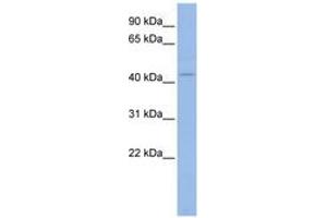 Image no. 1 for anti-Potassium Inwardly-Rectifying Channel, Subfamily J, Member 5 (KCNJ5) (N-Term) antibody (ABIN6742542) (KCNJ5 antibody  (N-Term))