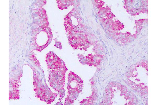 CRISP3 antibody  (AA 69-118)