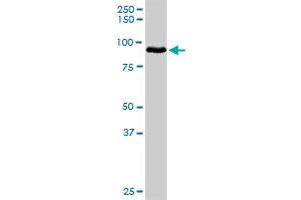 HGF antibody  (AA 1-728)