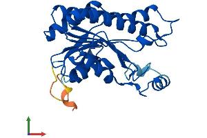 Protein Structure (PS) image for Hydroxysteroid (17-Beta) Dehydrogenase 8 (HSD17B8) (AA 1-261) protein (His tag) (ABIN7547101)