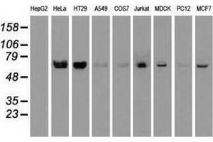 Western blot analysis of extracts (35 µg) from 9 different cell lines by using anti-NTRK2 monoclonal antibody.