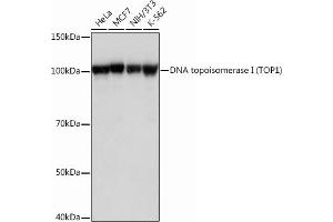 Western blot analysis of extracts of various cell lines, using DNA topoisomerase I (DNA topoisomerase I (TOP1)) Rabbit mAb (ABIN7270850) at 1:1000 dilution. (Topoisomerase I antibody)