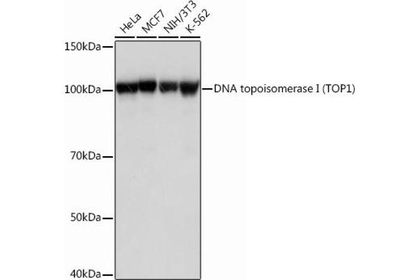 Topoisomerase I anticorps