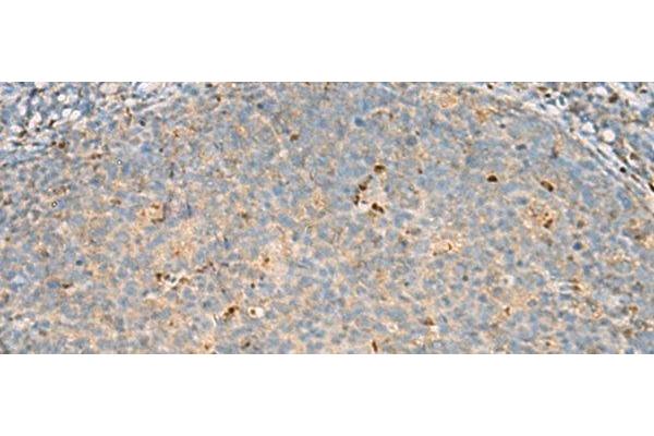 Aspartyl Aminopeptidase antibody