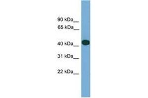 Image no. 1 for anti-serpin Peptidase Inhibitor, Clade I (Pancpin), Member 2 (SERPINI2) (AA 323-372) antibody (ABIN6746457) (SERPINI2 antibody  (AA 323-372))