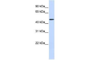 WDR21A antibody used at 1 ug/ml to detect target protein.