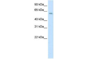 WB Suggested Anti-AATF Antibody Titration:  0.