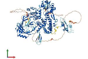 AlphaFold protein structure predicition of Mouse Recombinant Top3a Protein, UniprotID O70157 (TOP3A Protein (AA 1-1003) (His tag))