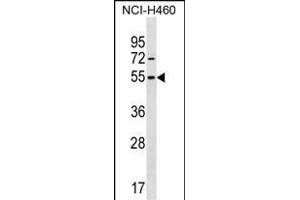 MIER1 Antibody (Center) (ABIN1538157 and ABIN2850346) western blot analysis in NCI- cell line lysates (35 μg/lane). (MIER1 antibody  (AA 214-242))