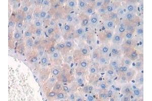 Detection of CD10 in Rat Liver Tissue using Polyclonal Antibody to Neprilysin (CD10) (MME antibody  (AA 286-428))