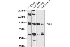 Western blot analysis of extracts of various cell lines, using TOX2 antibody (ABIN7270860) at 1:1000 dilution. (TOX2 antibody  (AA 1-140))