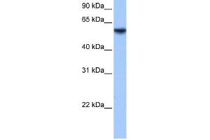 WB Suggested Anti-ISYNA1 Antibody Titration: 0. (ISYNA1 antibody  (N-Term))