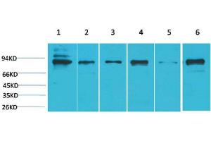 Western Blot (WB) analysis of 1) K562, 2) HeLa, 3) 3T3, 4) Mouse Heart Tissue, 5) PC12, 6) Rat Heart Tissue with STAT5bRabbit Polyclonal Antibody diluted at 1:2000. (STAT5B antibody)
