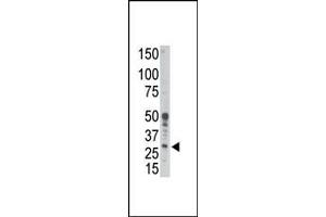 Western blot analysis of anti-Bcl2-related Protein A1 Pab (ABIN388092 and ABIN2846124) in human placenta tissue lysate. (BCL2A1 antibody  (Ala1))