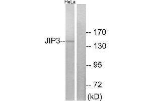 Western blot analysis of extracts from HeLa cells, using JIP3 antibody. (JIP3 antibody  (Internal Region))