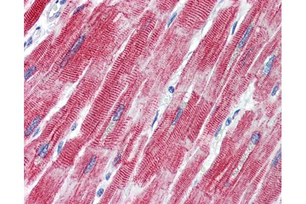 TEAD1 antibody  (C-Term)