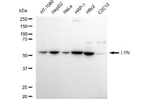 Western blotting analysis using LYN antibody (ABIN7800949). (Recombinant LYN Proto-Oncogene antibody)
