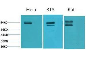 Western Blot (WB) analysis of 1) HeLa, 2) 3T3, 3) Rat Heart Tissue using Stat1 Polyclonal Antibody. (STAT1 antibody)