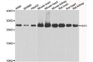 Western blot analysis of extracts of various cell lines, using AUH antibody. (AUH antibody)