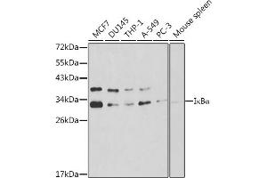 Western blot analysis of extracts of various cell lines, using IκBα antibody (ABIN6132298, ABIN6144579, ABIN6144582 and ABIN6215088) at 1:1000 dilution. (NFKBIA antibody  (AA 1-317))