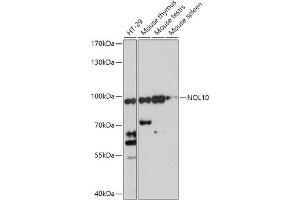 Western blot analysis of extracts of various cell lines, using NOL10 antibody (ABIN7269031) at 1:1000 dilution. (NOL10 antibody  (AA 300-400))