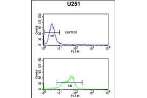 Flow cytometric analysis of U251 cells (bottom histogram) compared to a negative control (top histogram). (MAGT1 antibody  (N-Term))