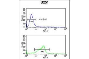 Flow cytometric analysis of U251 cells (bottom histogram) compared to a negative control (top histogram).