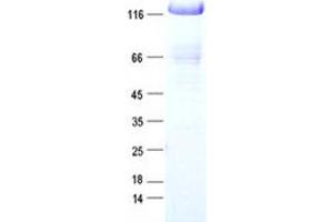 Validation with Western Blot (TRIM33 Protein (DYKDDDDK Tag))