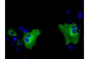 Anti-PASK mouse monoclonal antibody (ABIN2453422) immunofluorescent staining of COS7 cells transiently transfected by pCMV6-ENTRY PASK (RC209096). (PASK antibody)