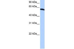 WB Suggested Anti-TRIP6 Antibody Titration:  0.