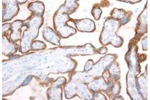 Immunohistochemistry on paraffin embedded sections of human placenta. (AGLU antibody)