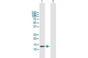 Western Blot analysis of TRAPPC1 expression in transfected 293T cell line by TRAPPC1 MaxPab polyclonal antibody.