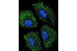 Confocal immunofluorescent analysis of UGT2B15 Antibody (Center) with NCI-H460 cell followed by Alexa Fluor 488-conjugated goat anti-rabbit lgG (green). (UGT2B15 antibody  (Middle Region))