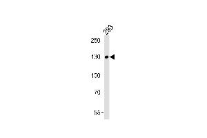 Lane 1: 293 Cell lysates, probed with EPHA6 (1426CT591. (EPH Receptor A6 antibody)