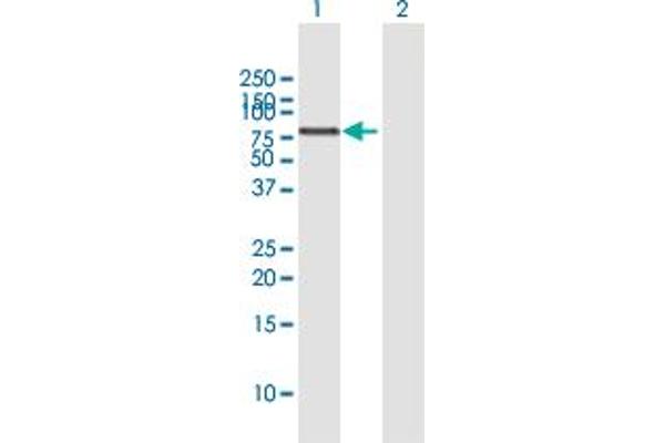 RIOK2 antibody  (AA 1-552)
