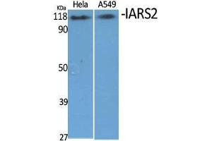 Western Blot (WB) analysis of specific cells using IARS2 Polyclonal Antibody. (IARS2 antibody  (N-Term))