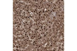 Immunohistochemical staining of human liver with ZBBX polyclonal antibody  shows strong nuclear and cytoplasmic positivity in hepatocytes. (ZBBX antibody)