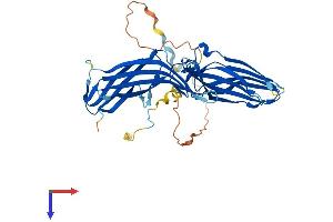Arrestin Domain Containing 2 (ARRDC2) (AA 1-407) protein (His tag)