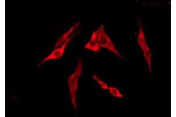 TAS2R13 antibody  (Internal Region)