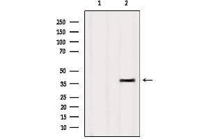 Western blot analysis of extracts from HUVEC, using OR4D9 Antibody. (Olfactory Receptor, Family 4, Subfamily D, Member 9 (OR4D9) antibody)