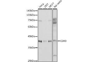 Western blot analysis of extracts of various cell lines, using CDK9 antibody (ABIN6129241, ABIN6138331, ABIN6138332 and ABIN6214015) at 1:1000 dilution. (CDK9 antibody  (AA 153-372))