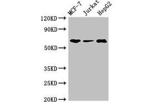 Western Blot Positive WB detected in: MCF-7 whole cell lysate, Jurkat whole cell lysate, HepG2 whole cell lysate All lanes: SHOC2 antibody at 3 μg/mL Secondary Goat polyclonal to rabbit IgG at 1/50000 dilution Predicted band size: 65, 60 kDa Observed band size: 65 kDa (SHoc2/Sur8 antibody  (AA 3-89))