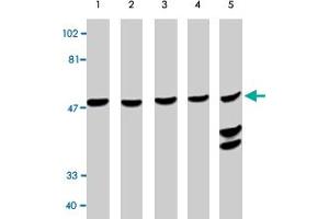 Western blot analysis using CASP10 polyclonal antibody at 0. (Caspase 10 antibody  (AA 505-521))