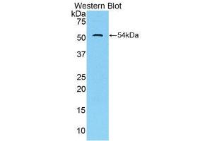 Western Blotting (WB) image for anti-Trefoil Factor 3 (Intestinal) (TFF3) (AA 23-81) antibody (ABIN1860708) (TFF3 antibody  (AA 23-81))