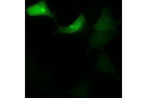 Immunofluorescence (IF) image for anti-Green Fluorescent Protein (GFP) antibody (ABIN2451988) (GFP antibody)