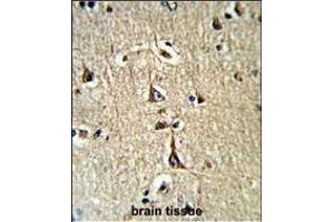 Formalin-fixed and paraffin-embedded human brain tissue reacted with GPD1 Antibody (N-term), which was peroxidase-conjugated to the secondary antibody, followed by DAB staining. (GPD1 antibody  (N-Term))