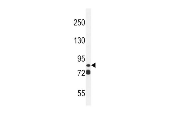 ASAP3 antibody  (N-Term)